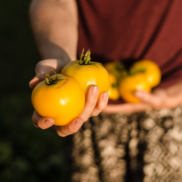 Tomate taxi (Lycopersicon esculentum) | Le jardin des vie-la-joie| Artisan semencier du Québec