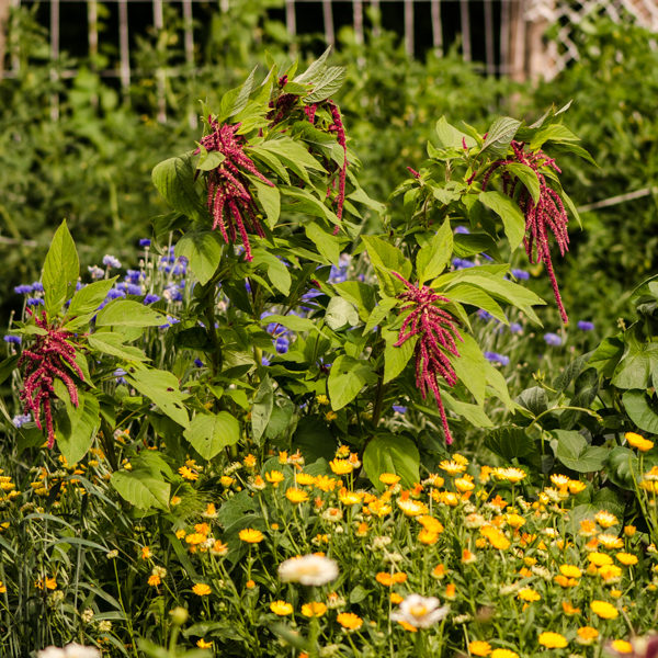 Amaranthe 'Love-lies-bleeding' (Amaranthus caudatus) | Jardin des vie-la-joie | Artisan semencier