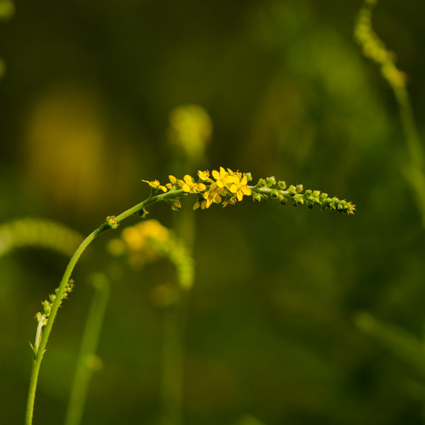 Aigrmoine striée (Agrimonia striata / eupatoria) | Jardin des vie-la-joie | Artisan semencier