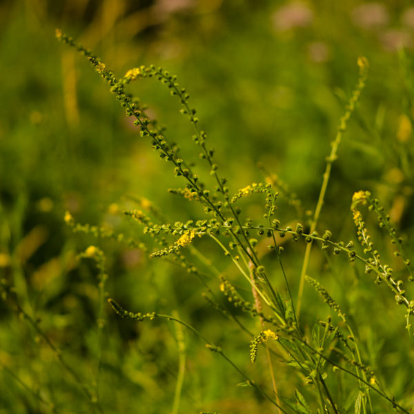 Aigrmoine striée (Agrimonia striata / eupatoria) | Jardin des vie-la-joie | Artisan semencier