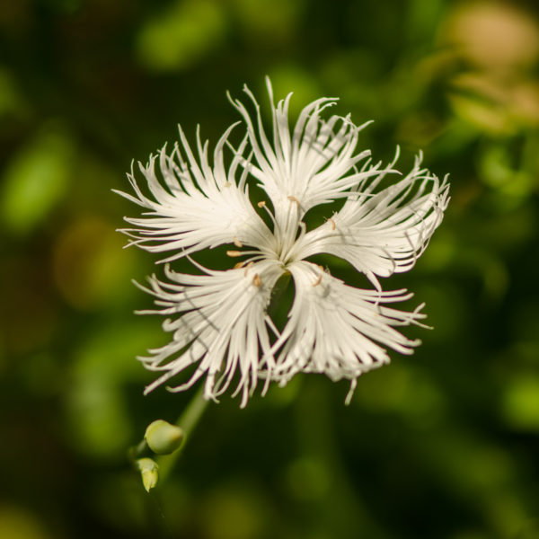 Oeillet superbe (Dianthus sperbus) | Jardin des vie-la-joie | Artisan semencier