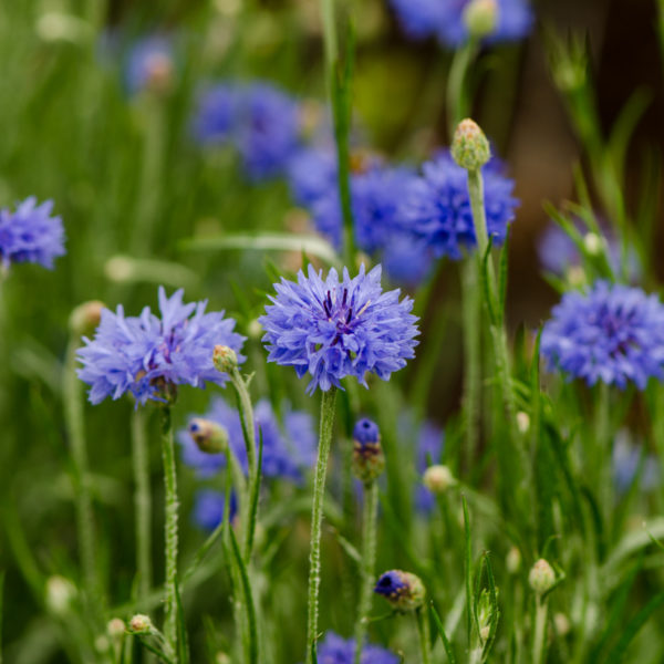 Centaurée Bleuet (Centaurea cyanus) | Jardin des vie-la-joie | Artisan semencier