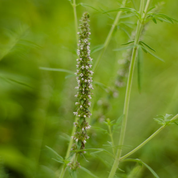 Cataire japonaise (Schizonepeta tennifolia synonymes Schizonepeta multifida, Nepeta multifida) | Jardin des vie-la-joie | Artisan semencier