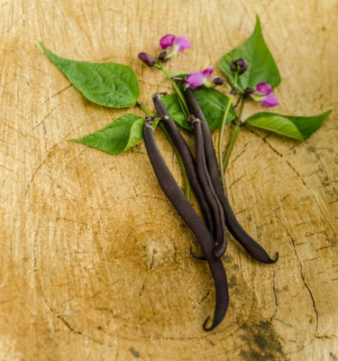 Haricot nain Purple Teepee (Phaseolus vulgaris) | Jardin des vie-la-joie | Artisan semencier