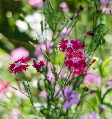 Semences Oeillet superbe (Dianthus sperbus) | Jardin des vie-la-joie | Artisan semencier
