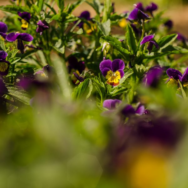 Pensée sauvage (Viola tricolor) | Jardin des vie-la-joie | Artisan semencier