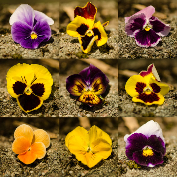 Pensée géante de Suisse (Viola wittrockiana) | Jardin des vie-la-joie | Artisan semencier