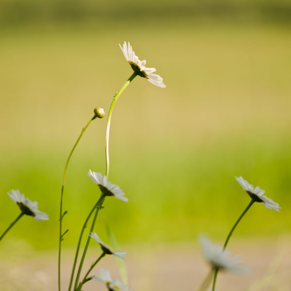 Marguerite des champs (Leucanthemum vulgare) | Jardin des vie-la-joie | Artisan semencier