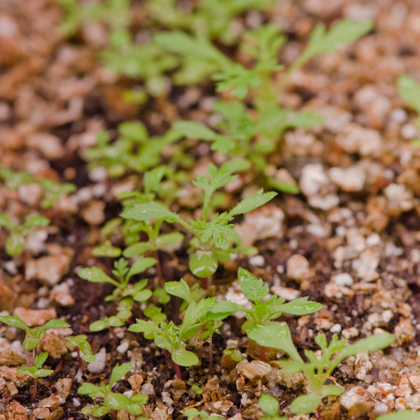 Armoise annuelle (Artemisia annua) | Le jardin des vie-la-joie | Artisan semencier du Québec