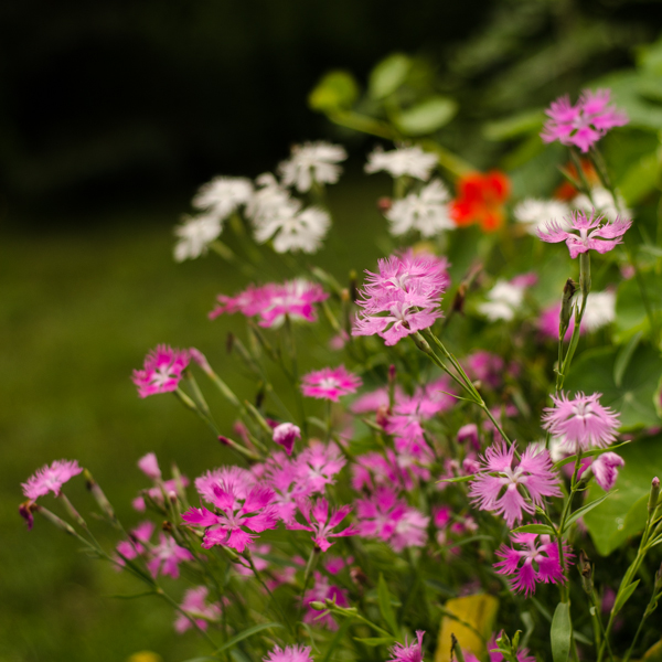 Semences Oeillet superbe (Dianthus sperbus) | Jardin des vie-la-joie | Artisan semencier