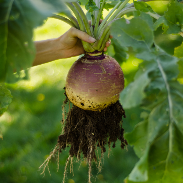 Rutabaga Laurentien (Brassica napus) | Le jardin des vie-la-joie| Artisan semencier du Québec