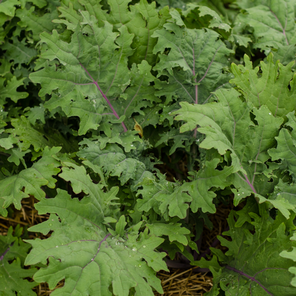 Chou frisée Kale (Brassica oleracea var. acephala) | Le jardin des vie-la-joie| Artisan semencier du Québec