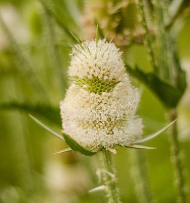 Semences de cardère blanche (Dipsacus sylvestris) | Le jardin des vie-la-joie | Artisan semencier du Québec