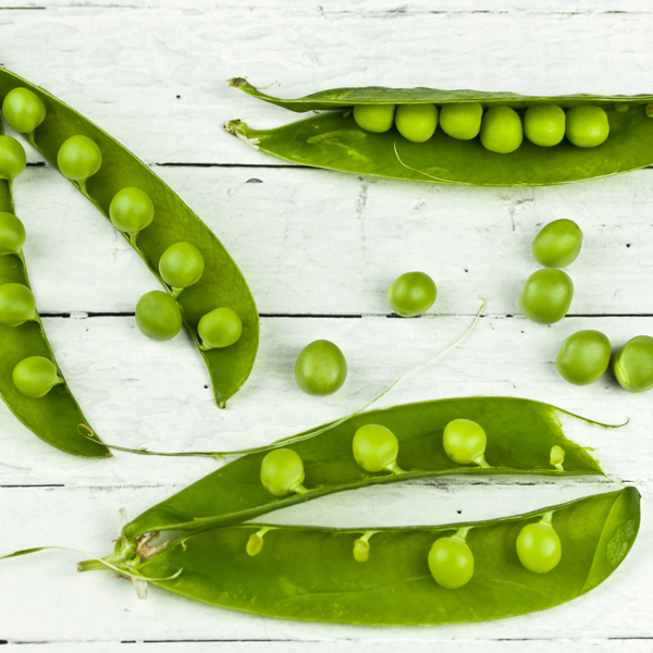 Semences de pois à écosser Green Arrow (Pisum sativum) | Jardin des vie-la-joie | Artisan semencier