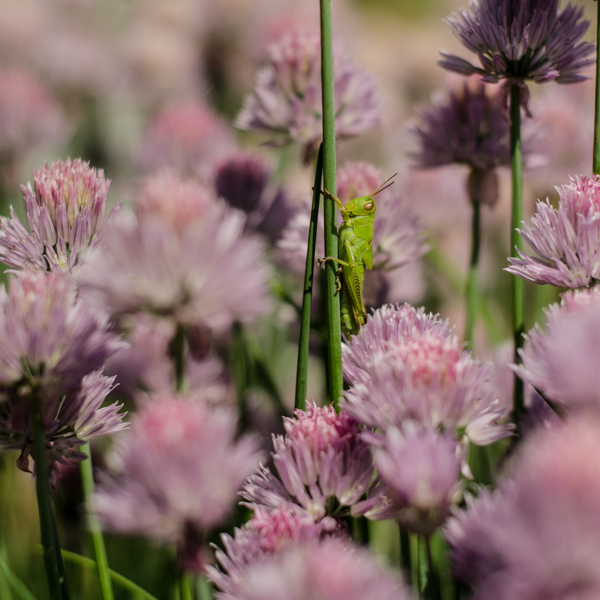 Ciboulette (Allium schoenoprasum) | Jardin des vie-la-joie | Artisan semencier