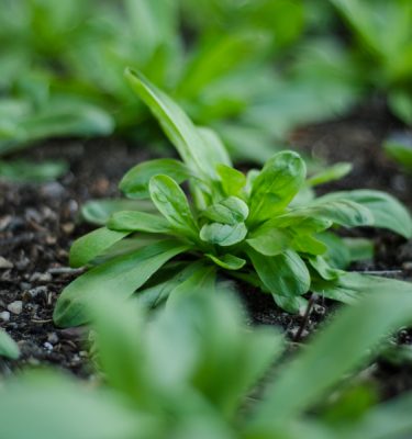 Semences de mâche (Valerianella locusta) | Le jardin des vie-la-joie| Artisan semencier du Québec