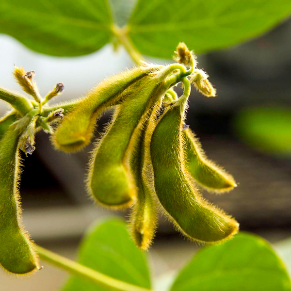 Semences de soya Chiba Green (Glycine max) | Jardin des vie-la-joie | Artisan semencier