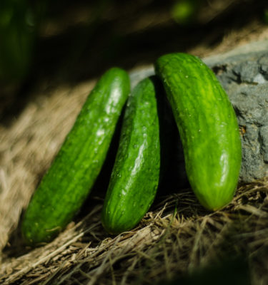Semences de concombre libanais Green Finger (Cucumis sativus) | Jardin des vie-la-joie | Artisan semencier