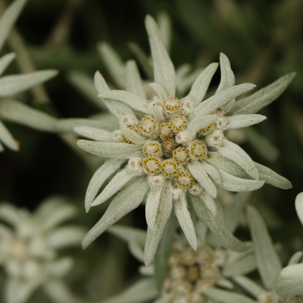 100 graines véritable ALPES-edelweiss Leontopodium alpinum rocaille plante 