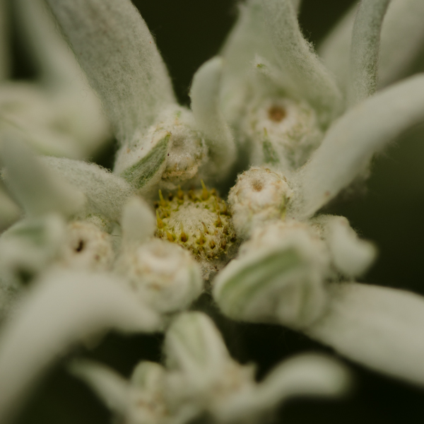 Graine Edelweiss (Leontopodium alpinum) | Jardin des vie-la-joie | Artisan semencier