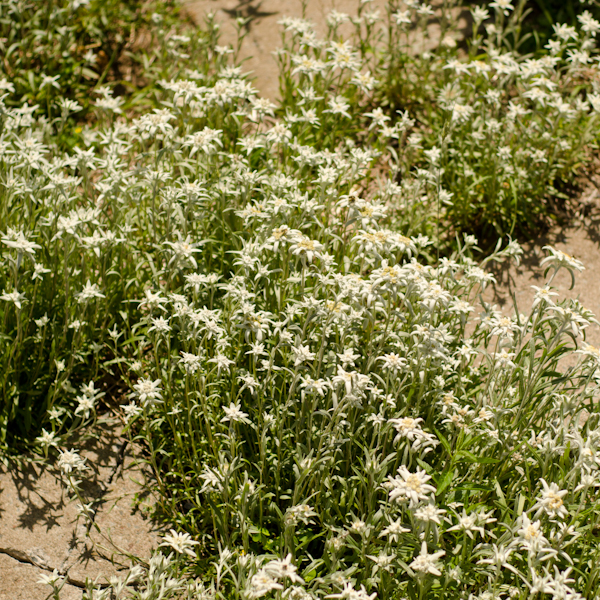 Graine Edelweiss (Leontopodium alpinum) | Jardin des vie-la-joie | Artisan semencier