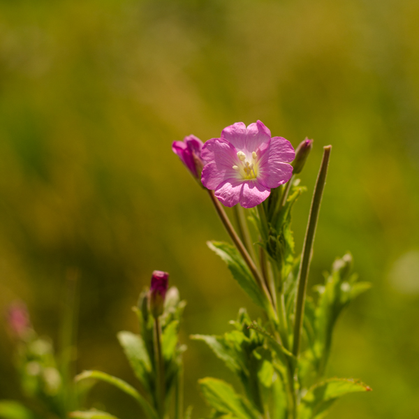 Graines d'épilobe à petites fleurs (Epilobium parviflorum) | Jardin des vie-la-joie | Artisan semencier