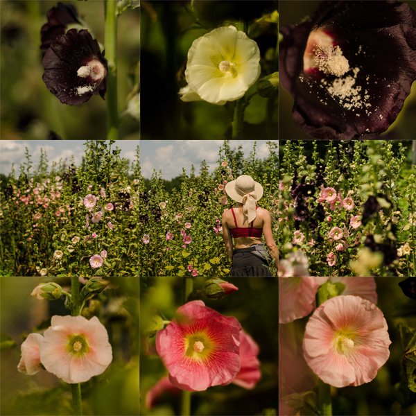 Semences de rose trémière en mélange (Althea rosea) | Jardin des vie-la-joie | Artisan semencier