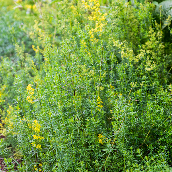 Semences de gaillet jaune (Galium verum) | Jardin des vie-la-joie | Artisan semencier
