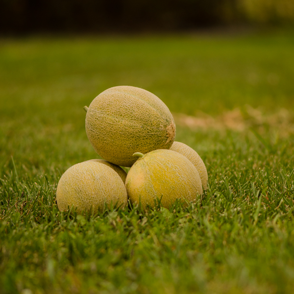 Semences de cantaloup 'Minnesota midget' (Cucumis melo) | Jardin des vie-la-joie | Artisan semencier