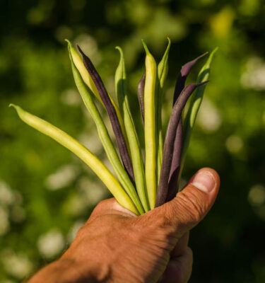 Semences de haricots nains en mélange (Phaseolus vulgaris) | Jardin des vie-la-joie | Artisan semencier