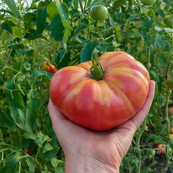 Semences de tomate German Johnson (Lycopersicon esculentum) | Jardin des vie-la-joie | Artisan semencier