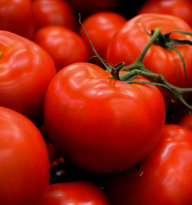 Semences de tomate Manitoba (Lycopersicon esculentum) | Jardin des vie-la-joie | Artisan semencier