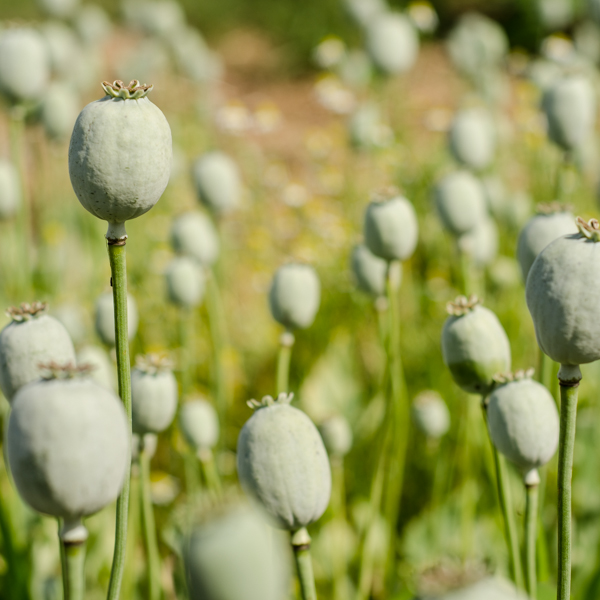 100 graines de pavot blanc afghan biologique Papaver somniferum