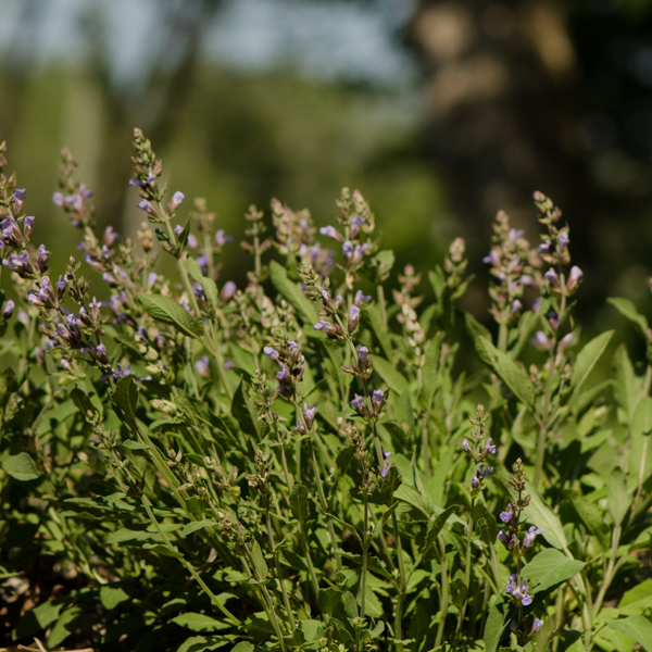 Semences de sauge officinale (Salvia officinalis) | Le jardin des vie-la-joie| Artisan semencier du Québec
