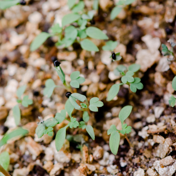 Corydale toujours verte (Corydalis sempervirens) | Jardin des vie-la-joie | Artisan semencier