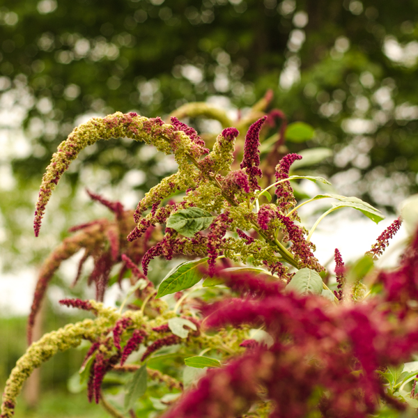 Amaranthe Rio San Lorenzo (Amaranthus cruentus) | Jardin des vie-la-joie | Artisan semencier