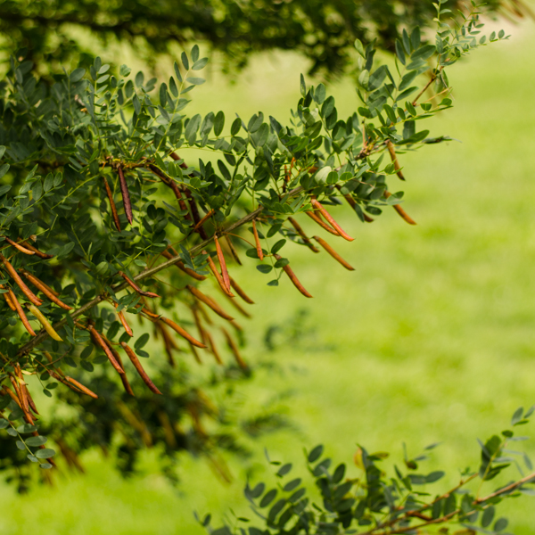 Caraganier de Sibérie (Caragana arborescens) | Jardin des vie-la-joie | Artisan semencier