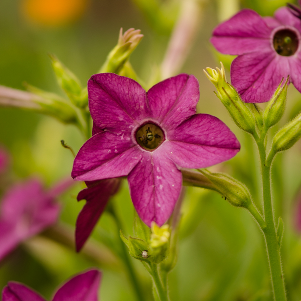 Semences de Tabac Purple Perfume (Nicotiana x sandarae) | Jardin des vie-la-joie | Artisan semencier