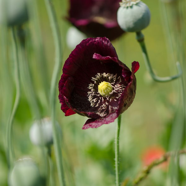 Semences de pavot Black Peony ( Papaver paeoniflorum) | Jardin des vie-la-joie | Artisan semencier