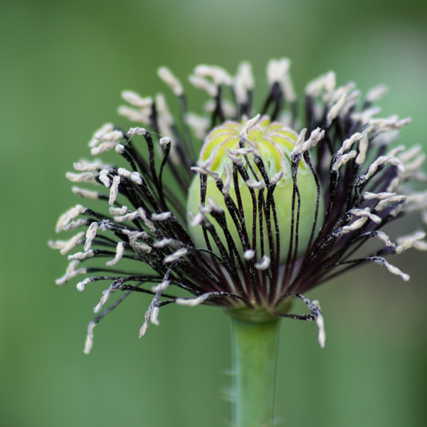 Semences de pavot Black Peony ( Papaver paeoniflorum) | Jardin des vie-la-joie | Artisan semencier