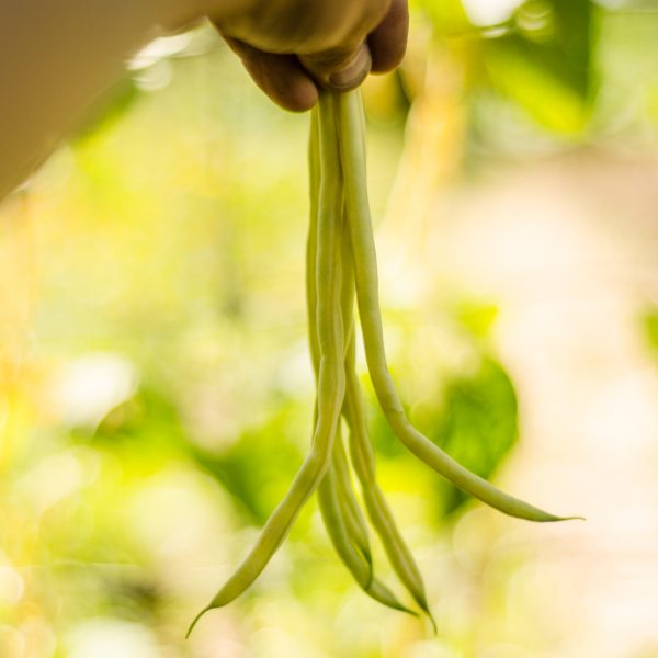 Semences de haricot grimpant Monte Gusto (Phaseolus vulgaris) | Jardin des vie-la-joie | Artisan semencier