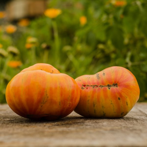 Semences de tomate Dwarf Confetti (Lycopersicon esculentum) | Jardin des vie-la-joie | Artisan semencier