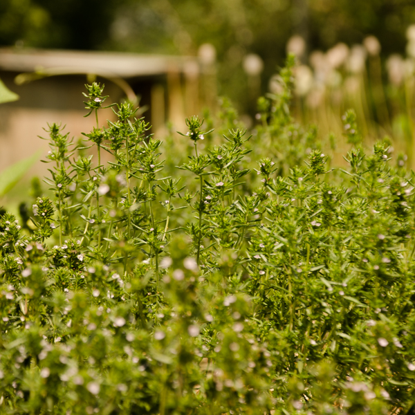 Sarriette d'été 'Ancienne d'Acadie (Satureji hortensis) | Jardin des vie-la-joie | Artisan semencier