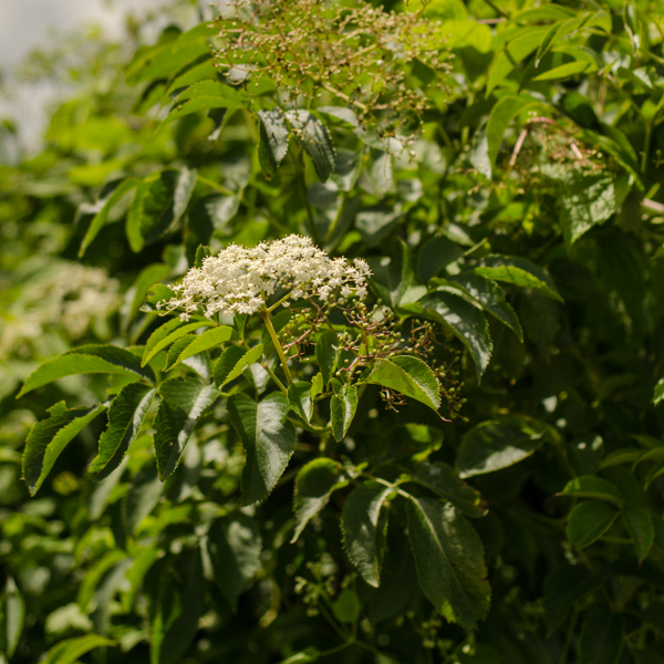Sureau blanc / Sureau du Canada (Sambucus canadensis) | Jardin des vie-la-joie | Artisan semencier