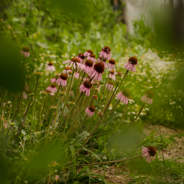 Échinacea augustifolia (Echinacea augustifolia) | Jardin des vie-la-joie | Artisan semencier