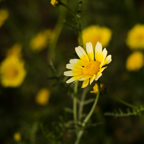 Semences de Chrysantheme des jardins / Shungiku / Tong Hao (Chrysanthemum coronarium) | Jardin des vie-la-joie | Artisan semencier