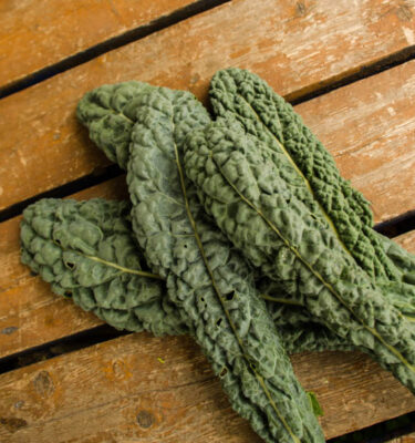 Chou frisée Kale Lacinato (Brassica oleracea var. acephala) | Le jardin des vie-la-joie| Artisan semencier du Québec