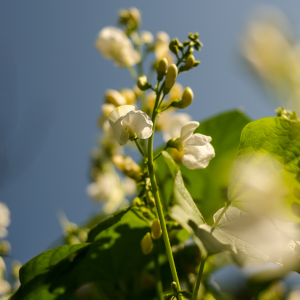 Semences de haricot grimpant gros blancs soissons (Phaseolus coccinus ) | Jardin des vie-la-joie | Artisan semencier