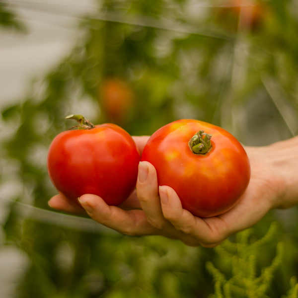 Tomate Grosse rouge unanime (Lycopersicon esculentum) | Jardin des vie-la-joie | Artisan semencier