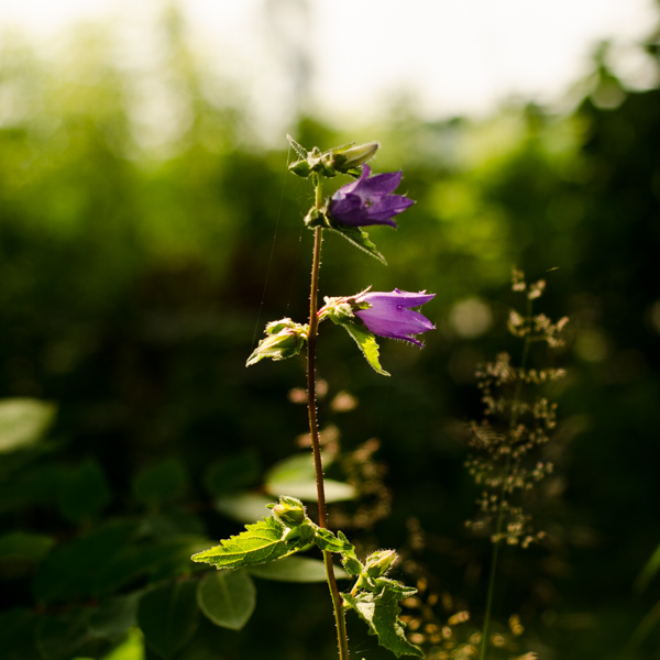 Campanule gantée (Campanula trachelium) | Jardin des vie-la-joie | Artisan semencier